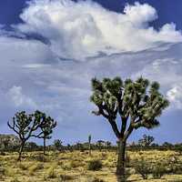 Joshua Trees and landscape in Joshua Tree National Park, California