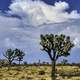 Joshua Trees and landscape in Joshua Tree National Park, California