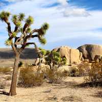 Landscape of Joshua Tree National Park, California