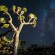 Stars and the Milky way at Joshua Tree National Park, California