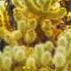 Teddy-bear cholla (Cylindropuntia bigelovii) at Joshua Tree National Park