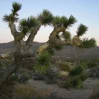 A Joshua Tree in Joshua Tree National Park, California