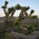 A Joshua Tree in Joshua Tree National Park, California