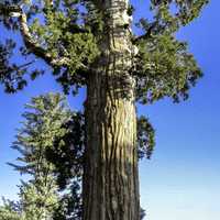 General Grant Tree in King's Canyon National Park, California