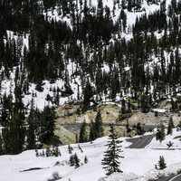 Pine tree at Sulfur Works at Lassen Volcanic National Park, California