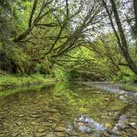 Calm headwaters in the Headwaters Forest Reserve