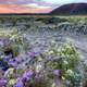 Amboy Crater landscape in California