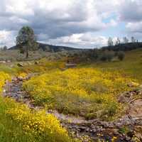 Clouds over the wildflower landscape in the Red Hills