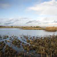 Cosumnes River Preserve landscape