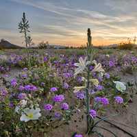 Desert Lily Preserve landscape in California