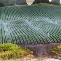 Sprinkler watering Farm in California