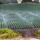 Sprinkler watering Farm in California