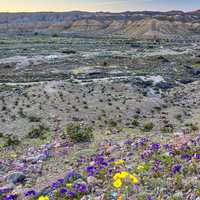 Flowers and Shrubs landscape with hills in the background