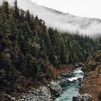 Forest and stream and trees with fog in California