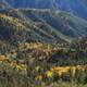 Forest Landscape at Glory Ridge of San Bernardino Nat'l Forest