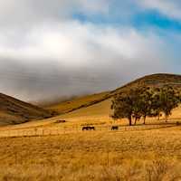 Landscape of farms with livestock under clouds in California