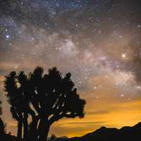 Milky Way Galaxy above the trees at Owen's Peak