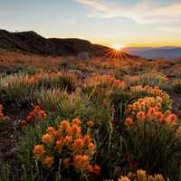 Monitor Pass landscape with sunset and flowers
