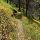 Mountain Hiking trail with flowers