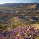 Purple Flowers on the Afton Canyon Landscape in the Mojave Desert
