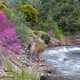 Rushing Stream in the spring with flowers on the shoreline