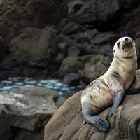 Seal sitting on rock at Big Sur, California