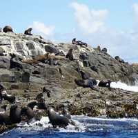 Seals on the rocks of Bruny Island California