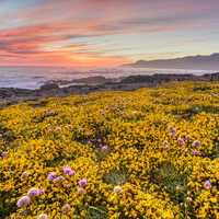 Shoreline Landscape with yellow flowers with dusk sky in California