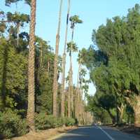 Victoria Avenue Lined by trees in Riverside, California
