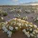 White Flowers in the desert in the Cadiz wilderness