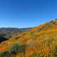 Wildflowers on the hillside