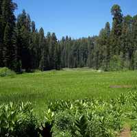 Crescent Meadow in Sequoia National Park, California