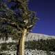 Foxtail Pine at Sequoia National Park, California