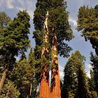 The giant trees of Sequoia National Park, California