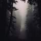 Trees and Fog in Sequoia National Park, California