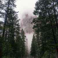 Roadway with pine trees through Yosemite National Park, California