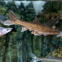 CutThroat trout swimming