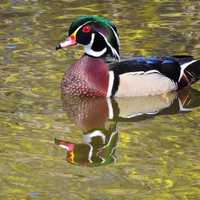 Wood duck swimming