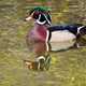 Wood duck swimming