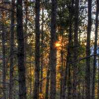 Sunrise between the trees at Mount Elbert, Colorado