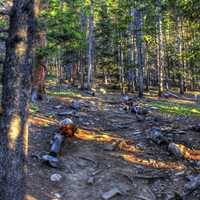 Up the Trail at Mount Elbert, Colorado