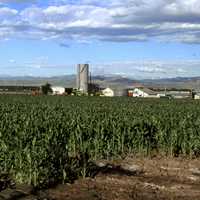 Corn growing in Larimer County in Colorado landscape