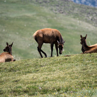 Elk on Rock Cut