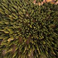 Top Down look at the pine forest in Frisco, Colorado