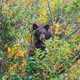 Black Bear hiding in the trees