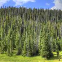 Closeup of the pine forest at Rocky Mountains National Park, Colorado
