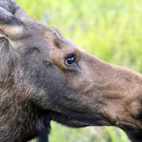 Close-up of a moose at Rocky Mountains National Park, Colorado