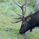 Deer Eating Grass at Rocky Mountains National Park, Colorado