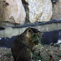 Marmot at Rocky Mountains National Park, Colorado