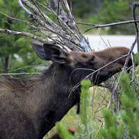 Moose Eating leaves at Rocky Mountains National Park, Colorado